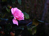 rosa autunnale