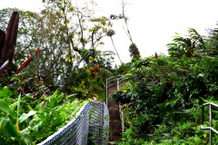 Loop hike ~ Hilo, Hawaii