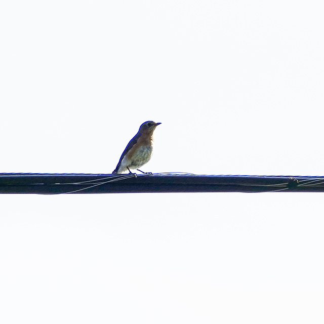 Day 12, Eastern Bluebird, Cap Tourmente