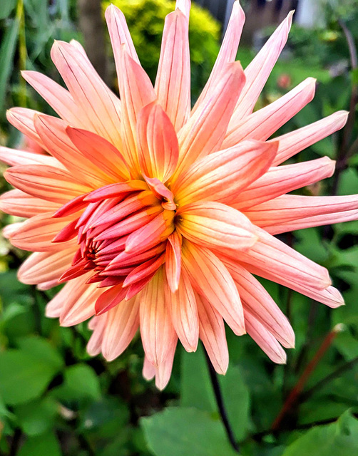 Dahlia