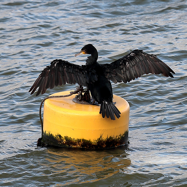 EOS 6D Peter Harriman 14 34 26 06574 Cormorant dpp