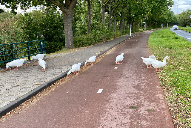 Geese blocking the road