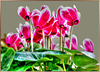 Alpenveilchen (Cyclamen). ©UdoSm