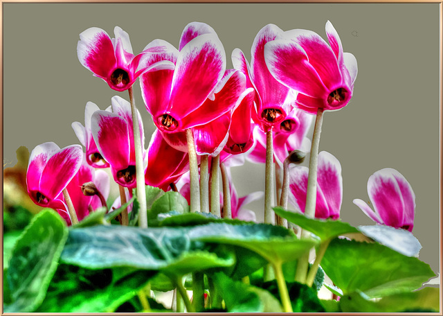 Alpenveilchen (Cyclamen). ©UdoSm