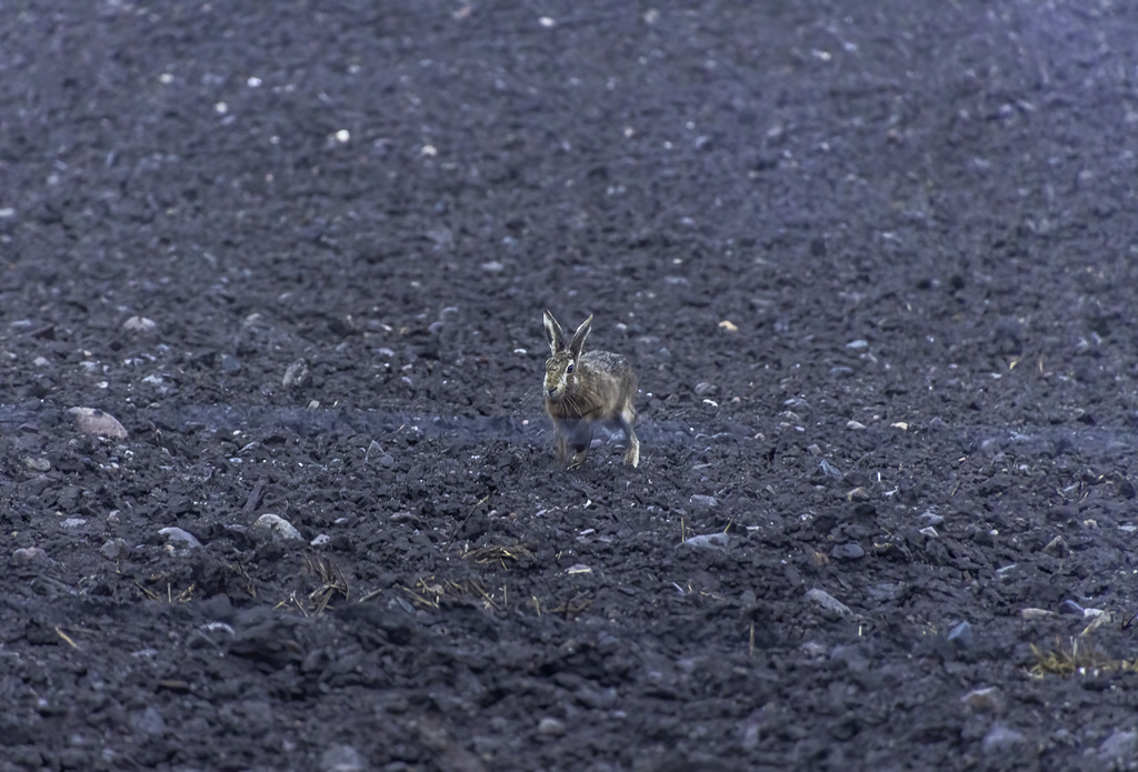 Hare moving towards me in the field