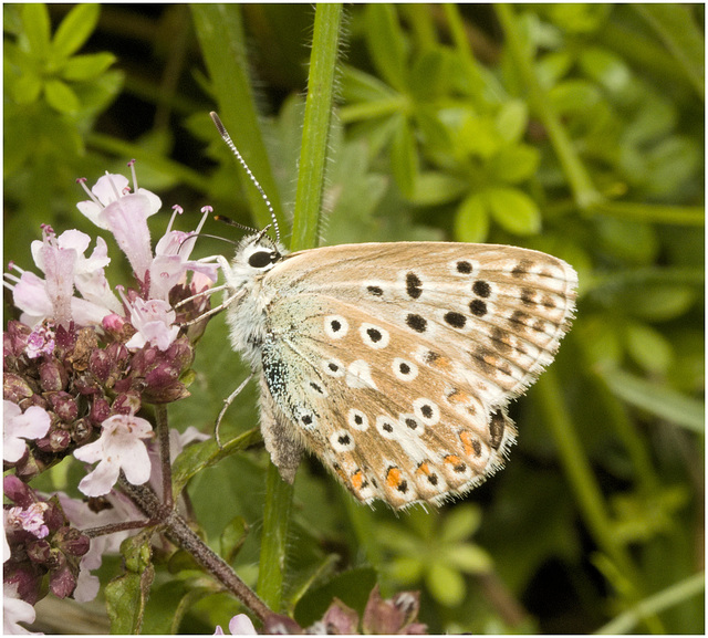 IMG 0048 Chalkhill Blue