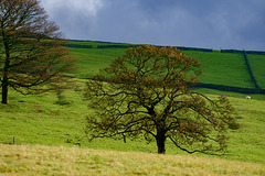 Autumn trees at Moorfield