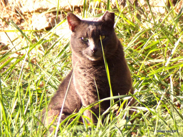 residence Goélia-ENTRAYGUES (les chats) (3)