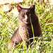 residence Goélia-ENTRAYGUES (les chats) (3)