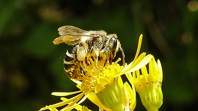 20230722 2801CPw [D~LIP] Jakops-Greiskraut, Bindensandbiene (Andrena flavipes), BS