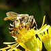 20230722 2801CPw [D~LIP] Jakops-Greiskraut, Bindensandbiene (Andrena flavipes), BS