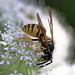 EOS R7 Peter Harriman 13 59 34 9069 wasp dpp