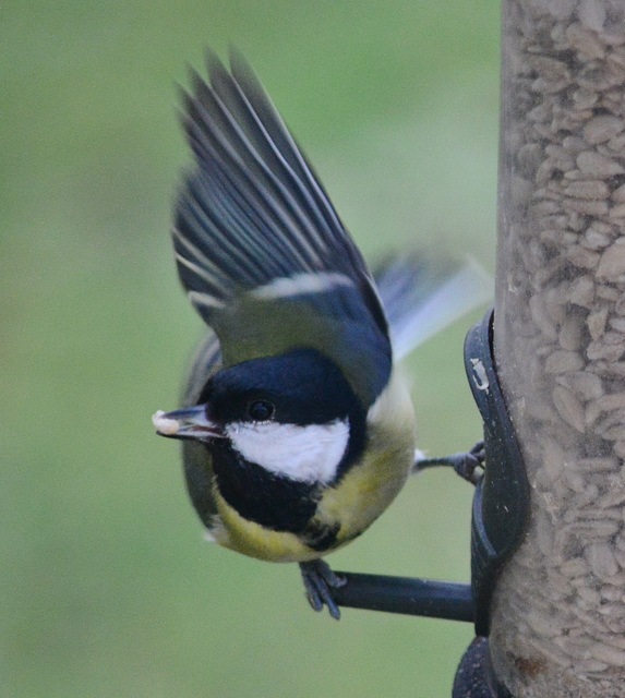 Great Tit