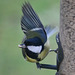 Great Tit