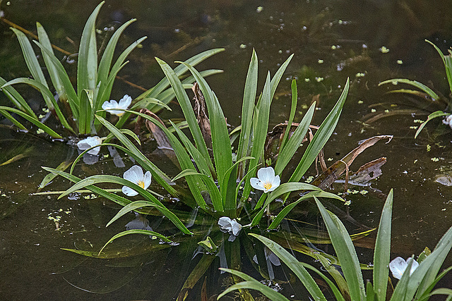 20160529 1793VRAw [D~LIP] Krebsschere, Wasseraloe (Stratiotes aloides), UWZ, Bad Salzuflen