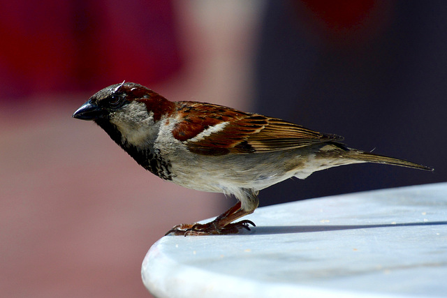 Canada 2016 – Toronto – Sparrow