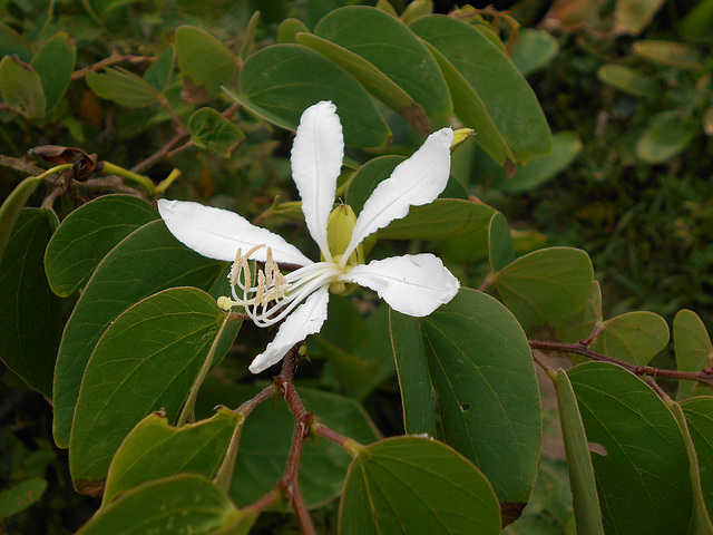 DSCN1437 - pata-de-vaca Bauhinia forficata, Fabaceae Caesalpinioideae