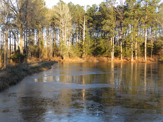 No ducks on the pond this morning