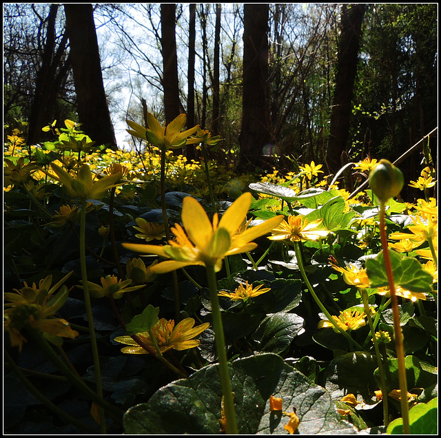 Yellow Stars