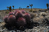 Ferocactus hamatacanthus, Turk's head, Barrel cacti, Death Valley USA