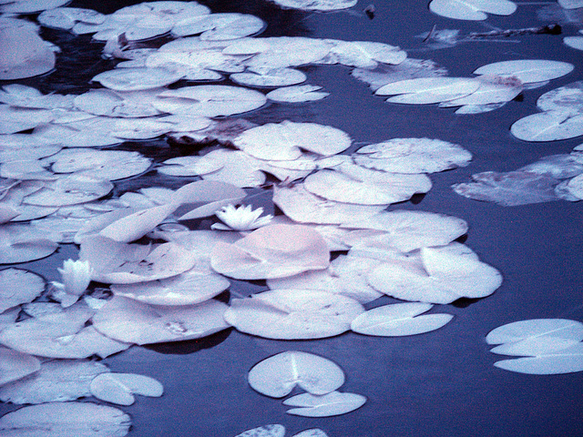 Waterlilies