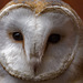 Barn owl