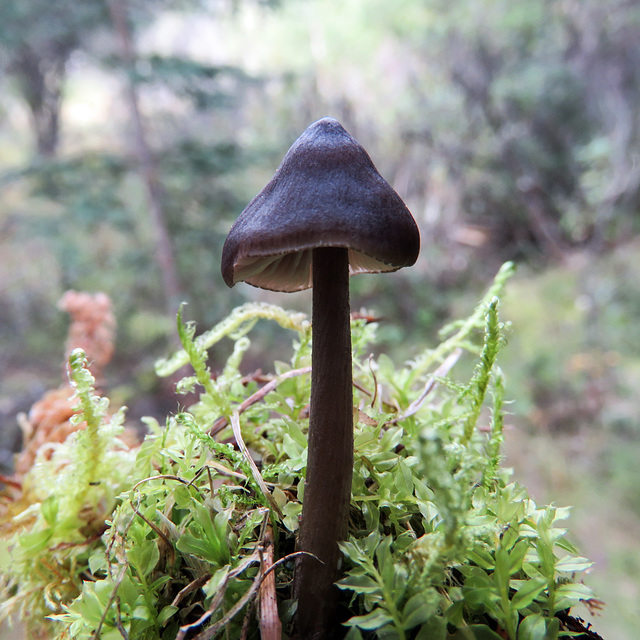 Tiny mushroom