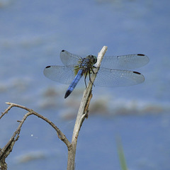 Eastern pondhawk (M)