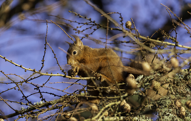 Red Squirrel