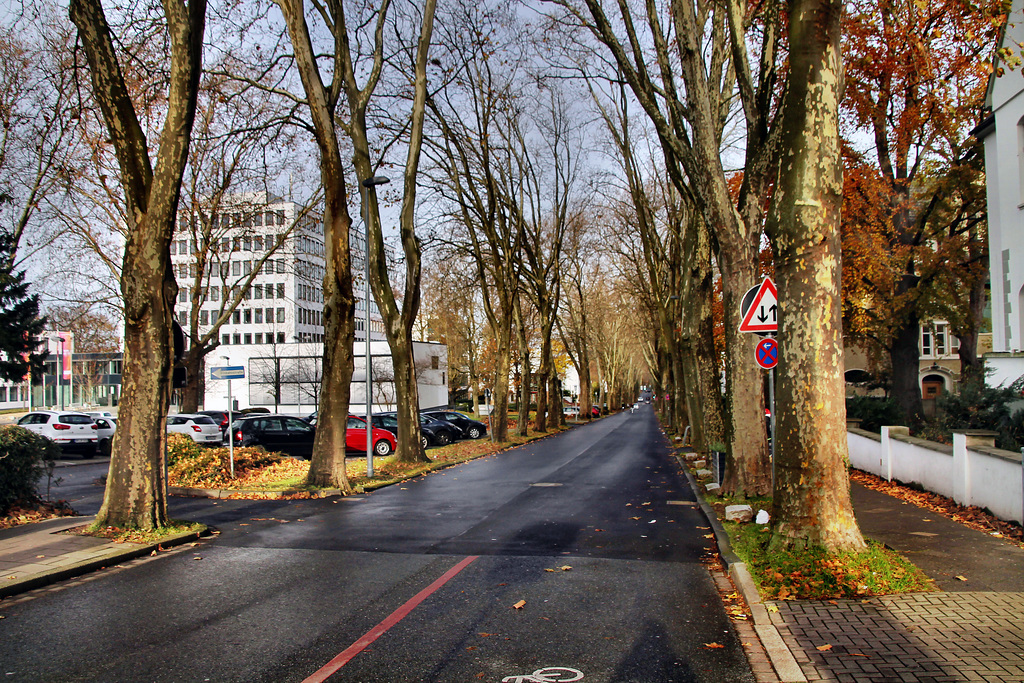 Platanenallee (Unna) / 26.11.2022