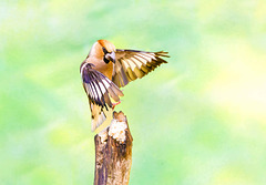 Hawfinch, Coccothraustes coccothraustes