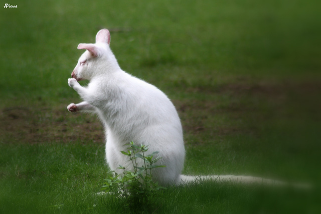 Wallabie Albinos