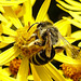 20230722 2803CPw [D~LIP] Jakops-Greiskraut, Bindensandbiene (Andrena flavipes), BS