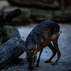 20240908_halberstadt tiergarten (d800+d2x)