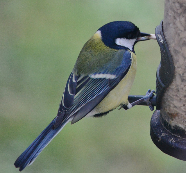 Great Tit