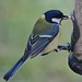 Great Tit