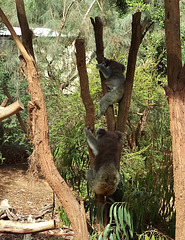 koala joey and mum