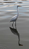 A Great Egret and his reflection