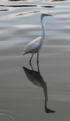 A Great Egret and his reflection