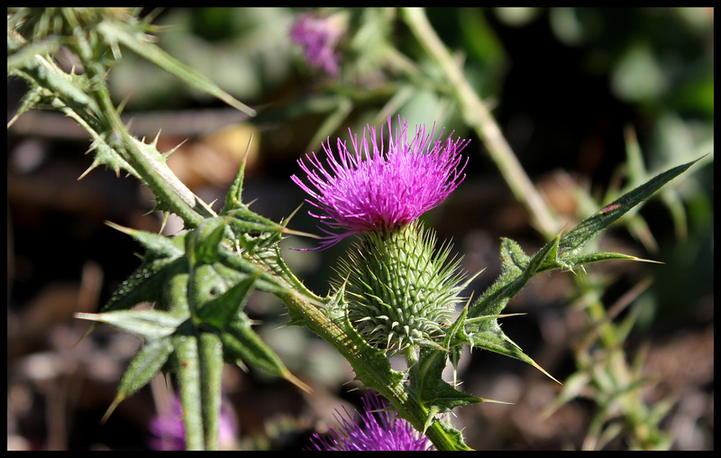 Cirsium vulgare  (5)