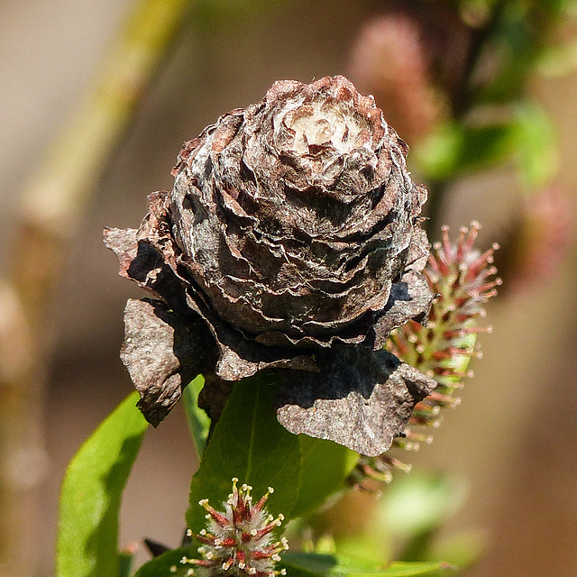 Day 12, Willow gall, Cap Tourmente