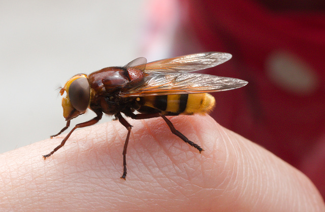HoverflyIMG 5615