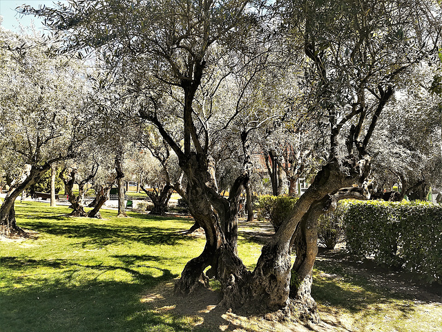 More gnarled olive trees.