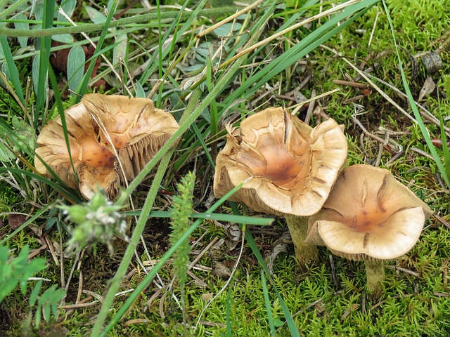 Cluster of mushrooms