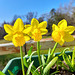 Jonquilles**************sur mon balcon*********