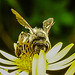 20230722 2805CPw [D~LIP] Jakops-Greiskraut, Bindensandbiene (Andrena flavipes), BS