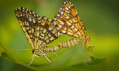 Die Gitterspanner (Chiasmia clathrata) haben sich amüsiert :)) The lattice moths (Chiasmia clathrata) had fun :)) Les papillons grillagés (Chiasmia clathrata) se sont amusés :))