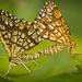 Die Gitterspanner (Chiasmia clathrata) haben sich amüsiert :)) The lattice moths (Chiasmia clathrata) had fun :)) Les papillons grillagés (Chiasmia clathrata) se sont amusés :))