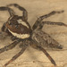 IMG 8404jumpingspider