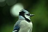 blue jay portrait DSC 5588